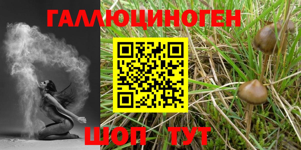 Псилоцибиновые грибы GOLDEN TEACHER  Галлюциногенные грибы Cubensis  Светлоград  Вход с VPN 